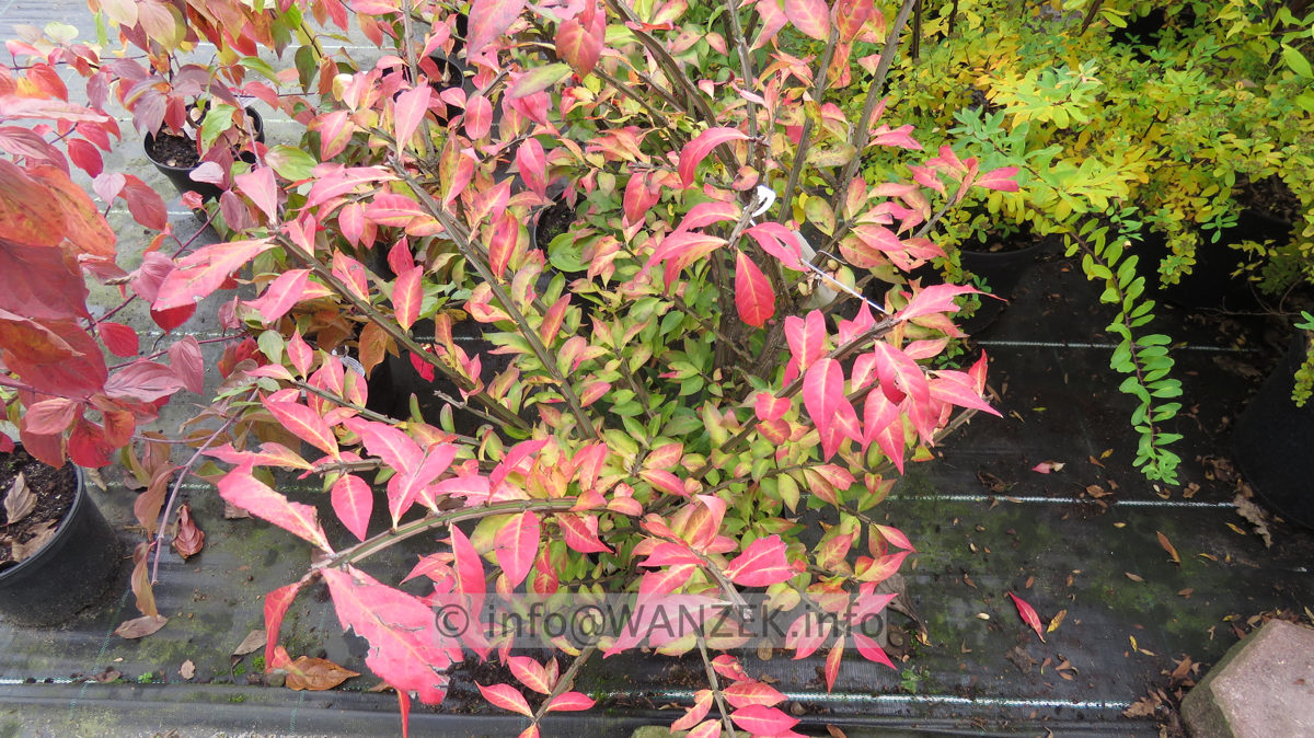 Euonymus alatus var. phellomanus  Herbst 2015.JPG